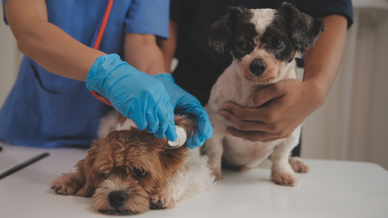 O que acontece quando um animal chega ao pronto atendimento veterinário? - Aumivet Centro Veterinário