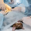 Cirurgia veterinária em Itu - Aumivet Centro Veterinário