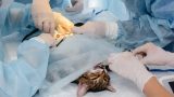 Cirurgia veterinária em Itu - Aumivet Centro Veterinário