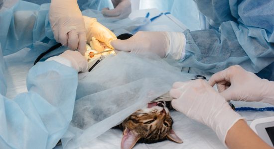 Cirurgia veterinária em Itu - Aumivet Centro Veterinário