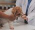 Consulta veterinária em Itu - Aumivet Centro Veterinário