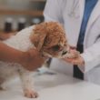 Consulta veterinária em Itu - Aumivet Centro Veterinário