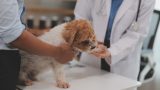Consulta veterinária em Itu - Aumivet Centro Veterinário