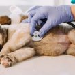 Emergência veterinária em Itu - Aumivet Centro Veterinário