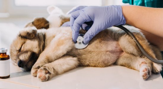 Emergência veterinária em Itu - Aumivet Centro Veterinário