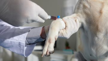 Exame de sangue em cachorro: o que ele pode revelar sobre a saúde do pet? - Aumivet Centro Veterinário
