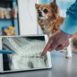 Exames de imagem veterinários em Itu - Aumivet Centro Veterinário