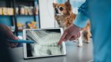 Exames de imagem veterinários em Itu - Aumivet Centro Veterinário