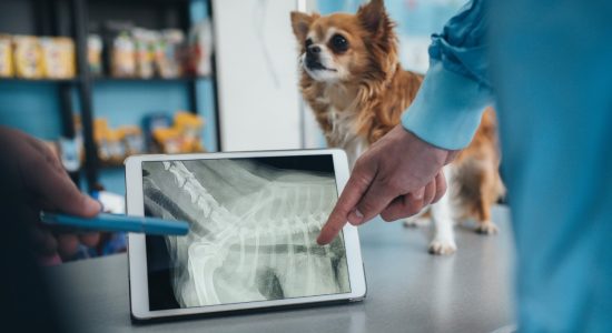 Exames de imagem veterinários em Itu - Aumivet Centro Veterinário