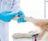 Exames laboratoriais veterinários em Itu - Aumivet Centro Veterinário