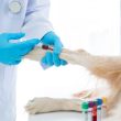 Exames laboratoriais veterinários em Itu - Aumivet Centro Veterinário