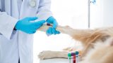 Exames laboratoriais veterinários em Itu - Aumivet Centro Veterinário