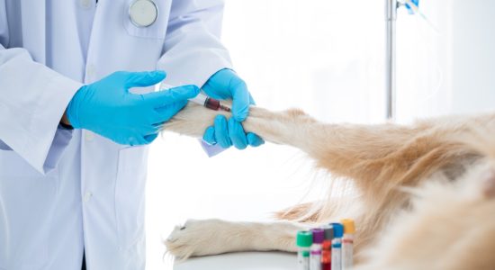 Exames laboratoriais veterinários em Itu - Aumivet Centro Veterinário