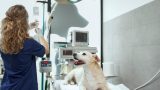 Internação veterinária em Itu - Aumivet Centro Veterinário