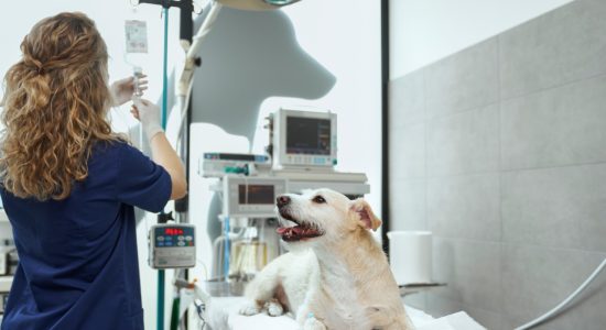 Internação veterinária em Itu - Aumivet Centro Veterinário