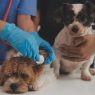 O que acontece quando um animal chega ao pronto atendimento veterinário? - Aumivet Centro Veterinário