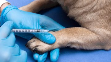 Onde vacinar cachorro em Itu com acompanhamento veterinário - Aumivet Centro Veterinário