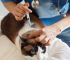 Vacina para cachorro e gato em Itu - Aumivet Centro Veterinário