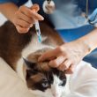 Vacina para cachorro e gato em Itu - Aumivet Centro Veterinário