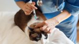 Vacina para cachorro e gato em Itu - Aumivet Centro Veterinário