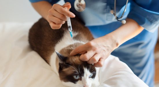 Vacina para cachorro e gato em Itu - Aumivet Centro Veterinário